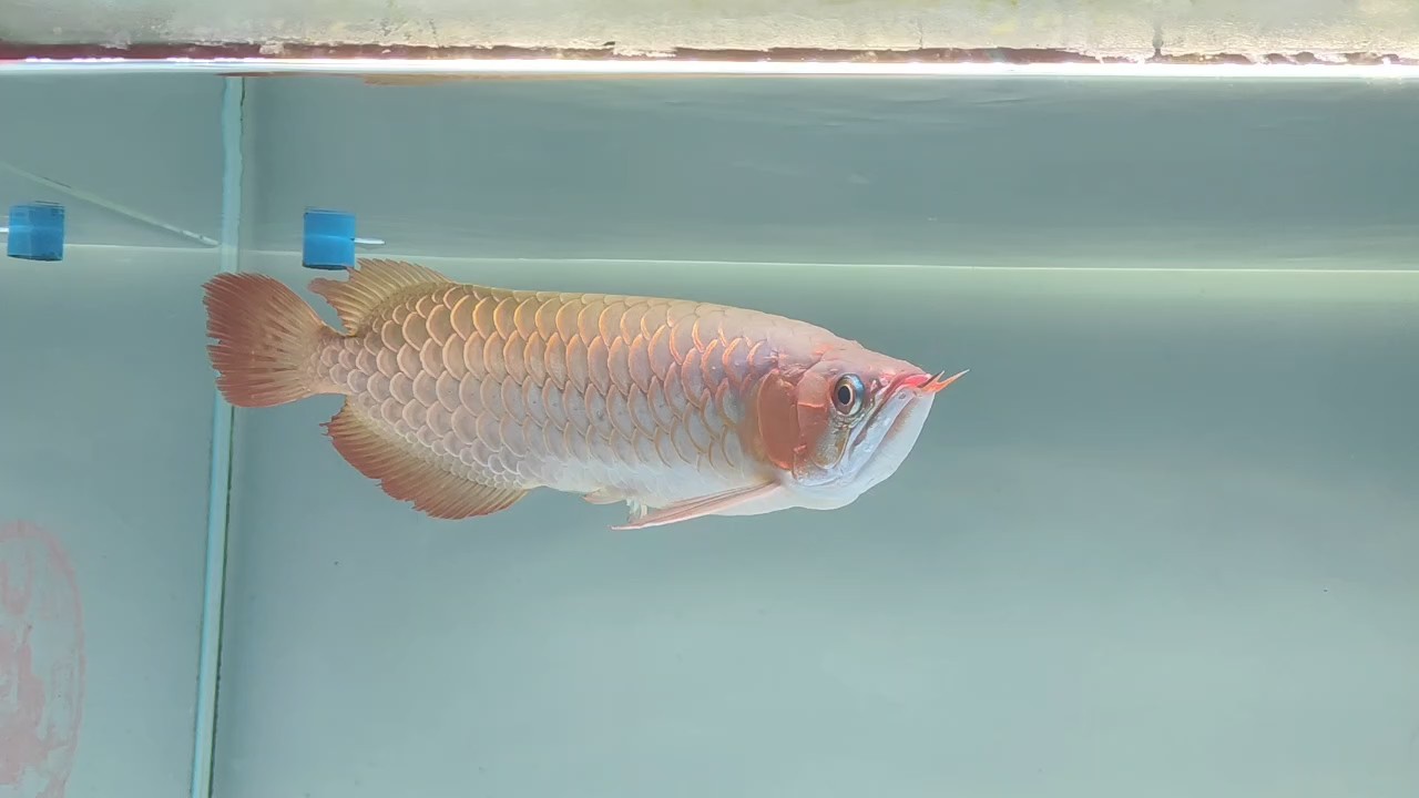 龍魚燒旗燒尾