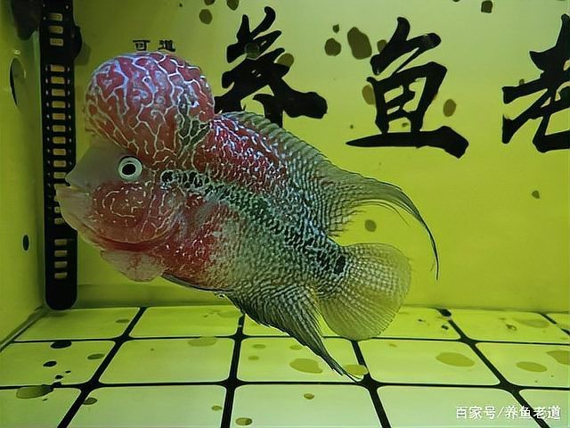 停食期間多久換一次水？