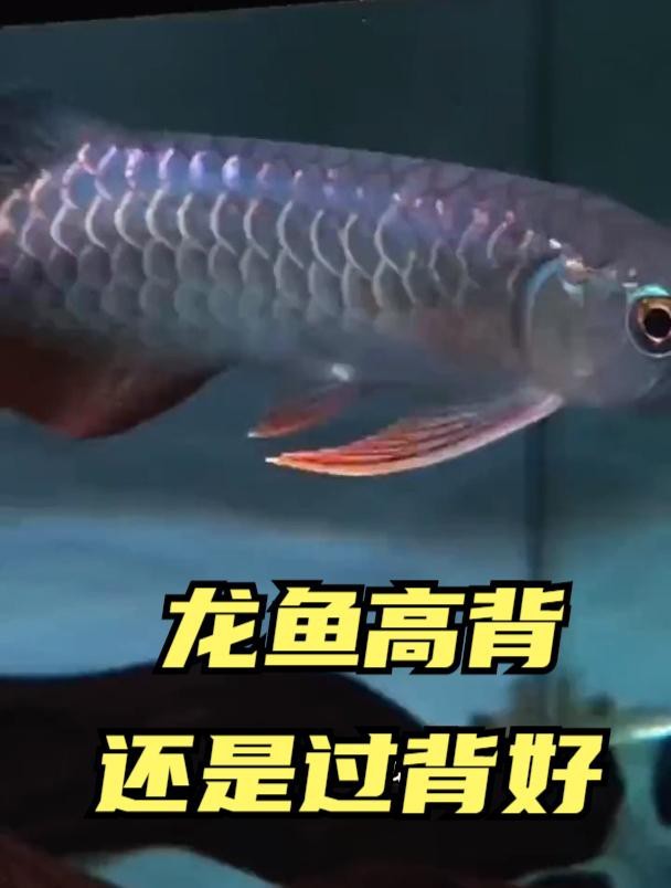龍魚高背和過背哪個好