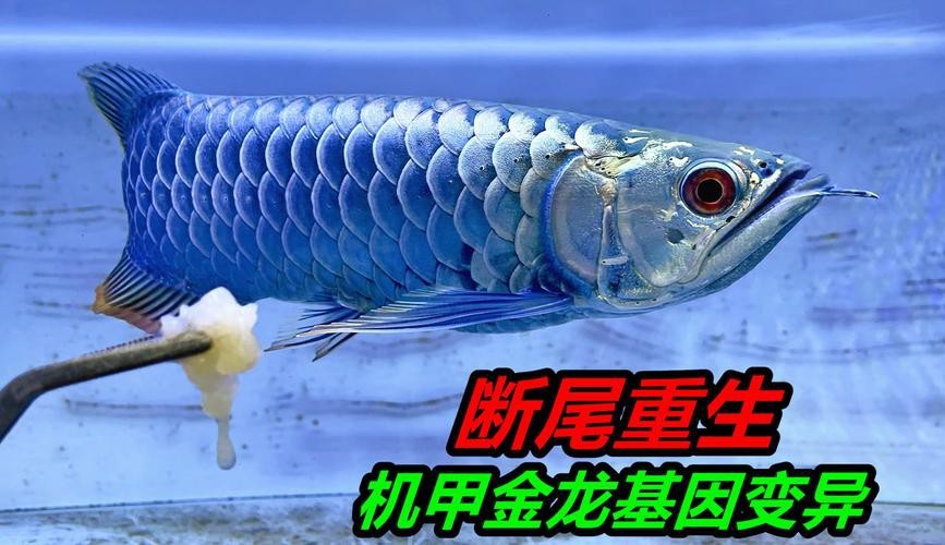 藍色金龍魚值多少錢一條啊圖片