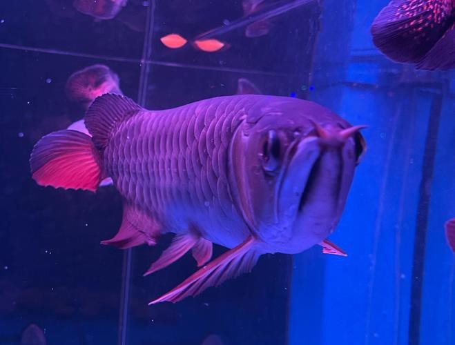 藍色金龍魚值多少錢一條啊圖片