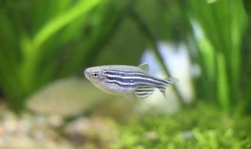 斑馬魚產(chǎn)卵前兆圖片