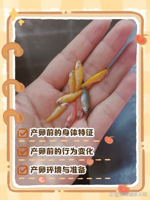 斑馬魚產(chǎn)卵前兆圖片