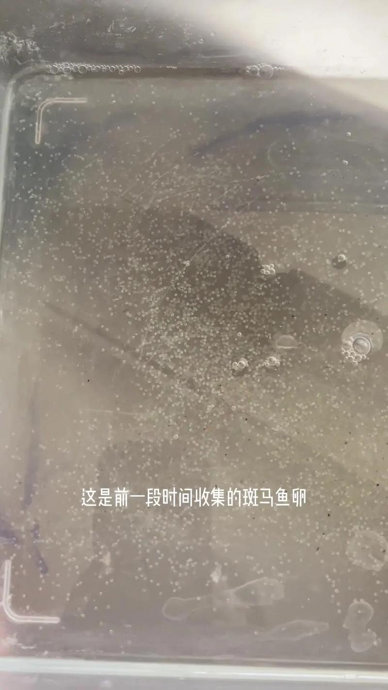 斑馬魚產(chǎn)卵前兆圖片