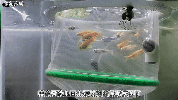 斑馬魚產(chǎn)卵前兆圖片