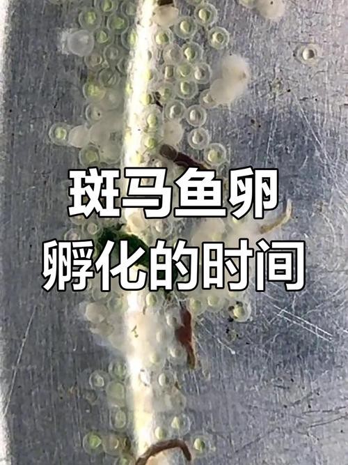 斑馬魚產(chǎn)卵前兆圖片