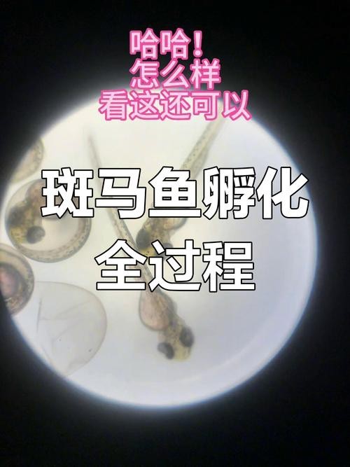 斑馬魚產(chǎn)卵前兆圖片