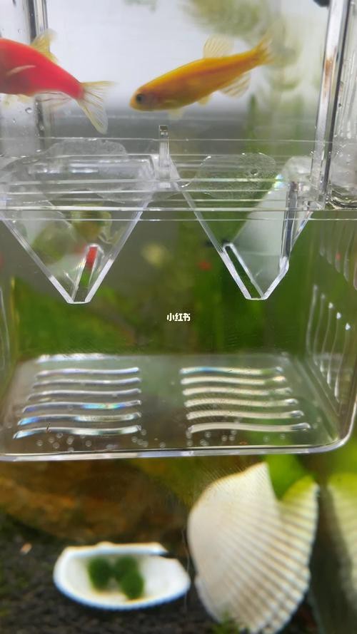 斑馬魚產(chǎn)卵前兆圖片