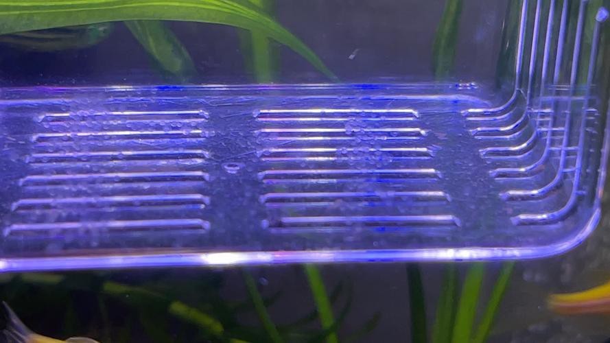 斑馬魚產(chǎn)卵前兆圖片