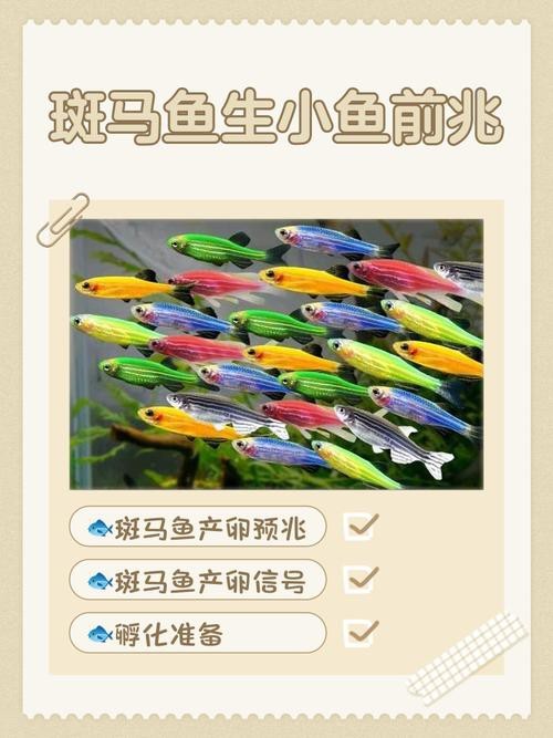 斑馬魚產(chǎn)卵前兆圖片