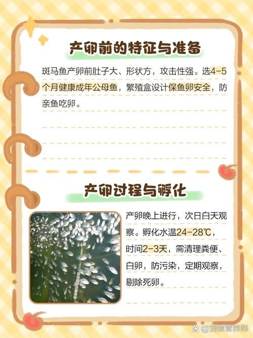 斑馬魚產(chǎn)卵前兆圖片