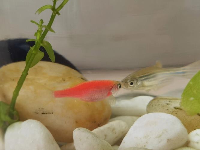 斑馬魚產(chǎn)卵前兆圖片