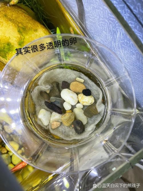 斑馬魚產(chǎn)卵前兆圖片
