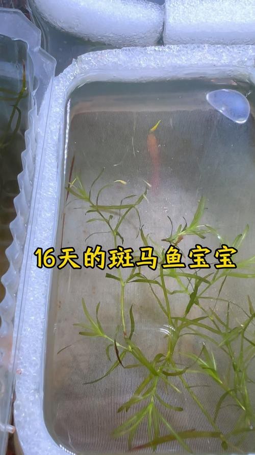 斑馬魚產(chǎn)卵前兆圖片