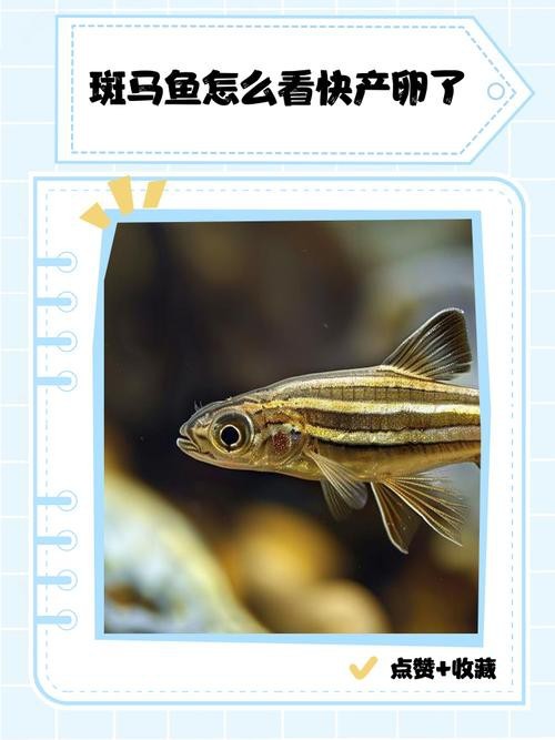 斑馬魚產(chǎn)卵前兆圖片