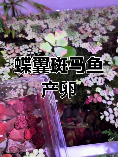 斑馬魚產(chǎn)卵前兆圖片