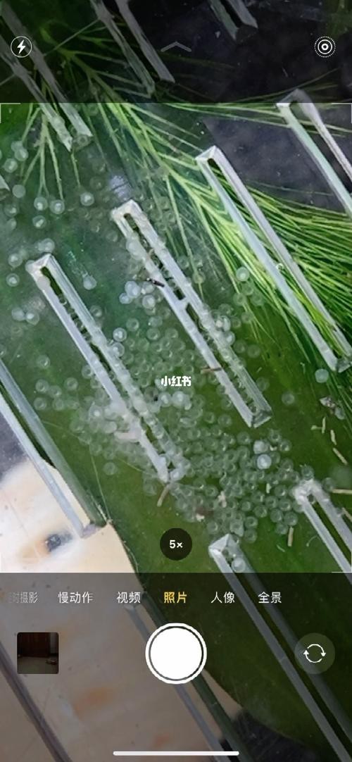 斑馬魚產(chǎn)卵前兆圖片