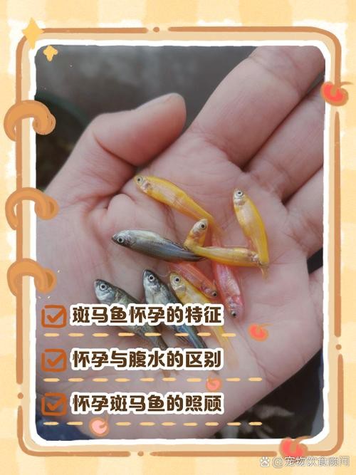 斑馬魚產(chǎn)卵前兆圖片