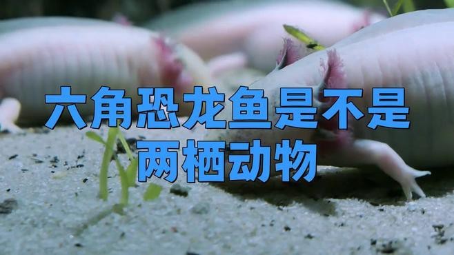 六角恐龍魚是不是魚類