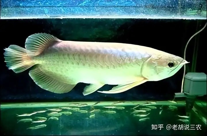 銀龍魚價值30萬的銀龍魚死亡，網友含淚吃掉一條價值30萬的魚