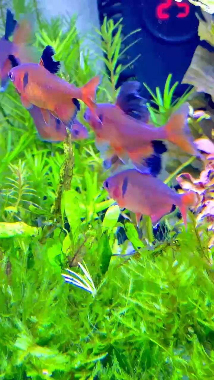 玫瑰旗