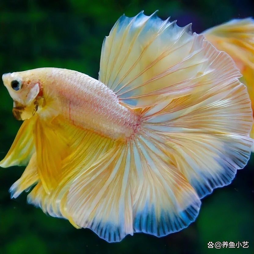 龍魚殺菌后換水需要困水嗎