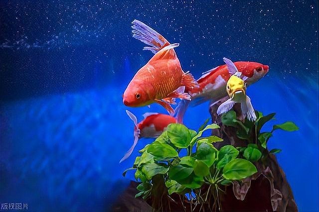 龍魚殺菌后換水需要困水嗎