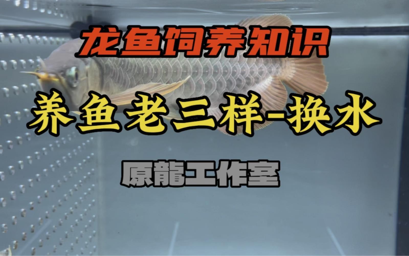 龍魚殺菌后換水需要困水嗎
