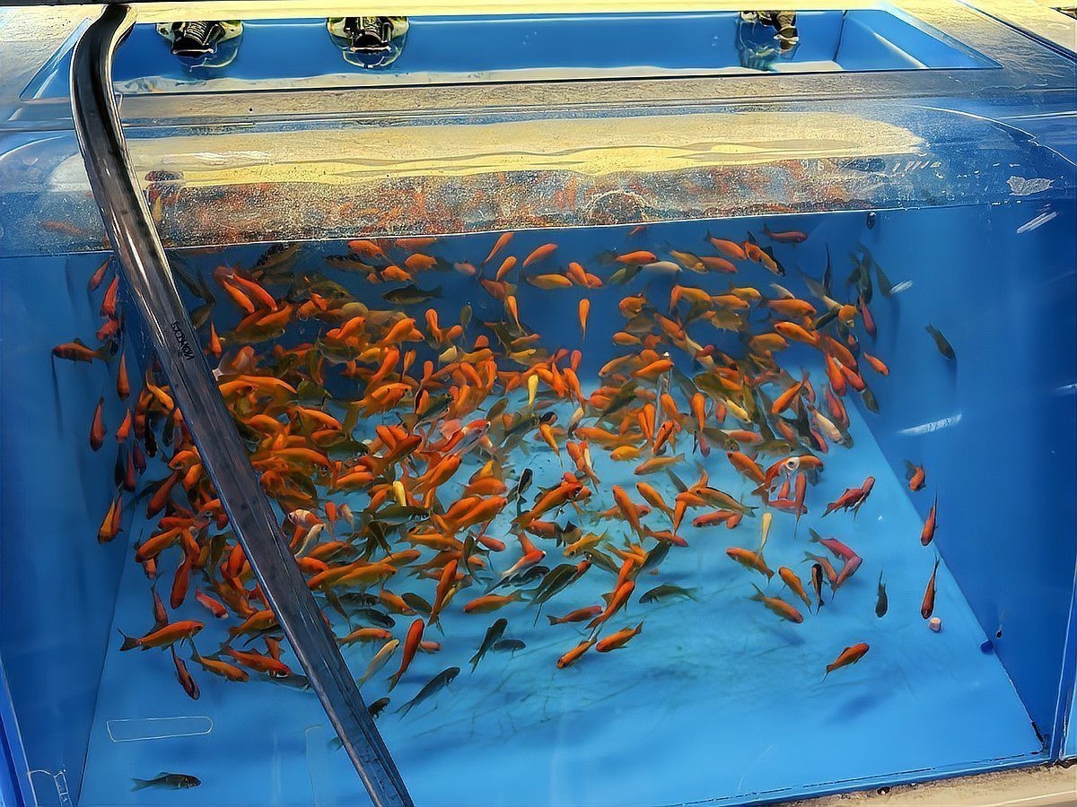 錦鯉趴缸底的最佳治療