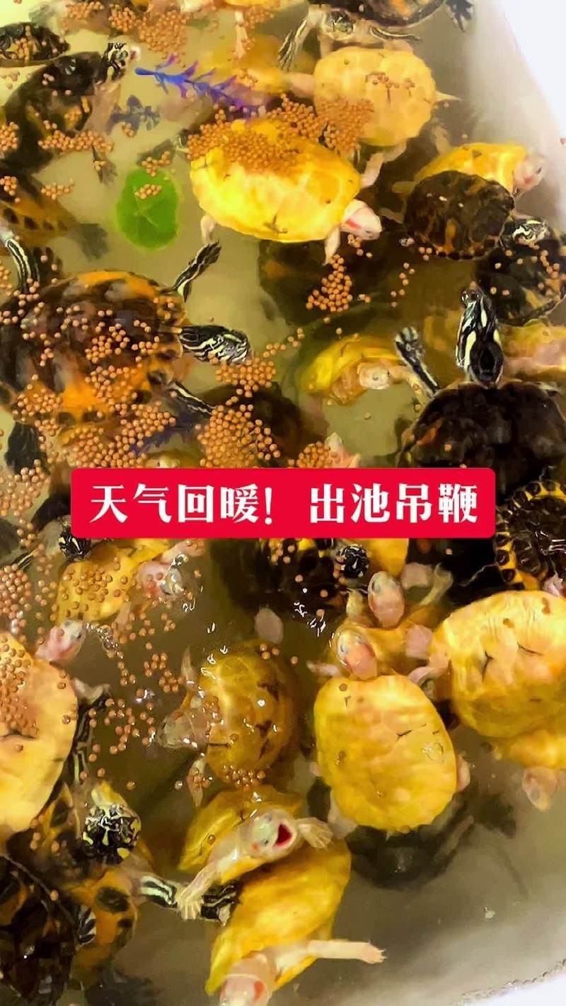閃電悖論巴西龜劇情解析