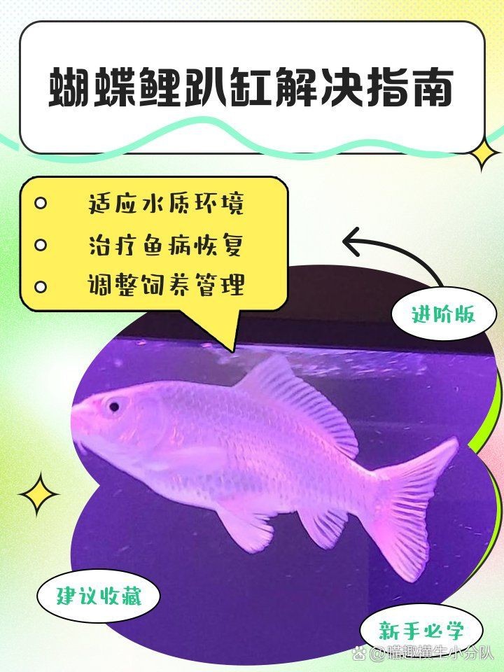 蝴蝶鯉趴缸的七大表現