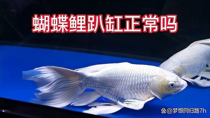 蝴蝶鯉趴缸的七大表現