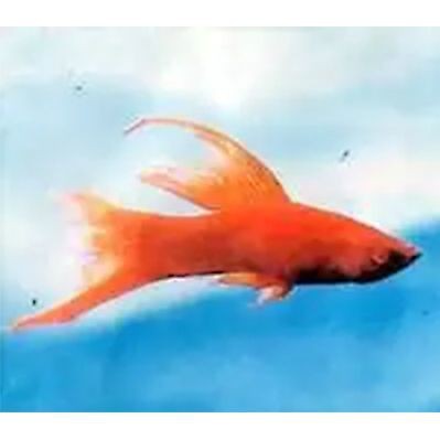紅箭懷孕多久生小魚