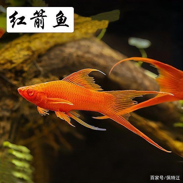 紅箭懷孕多久生小魚