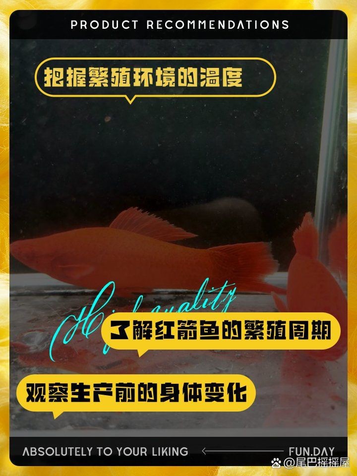 紅箭懷孕多久生小魚
