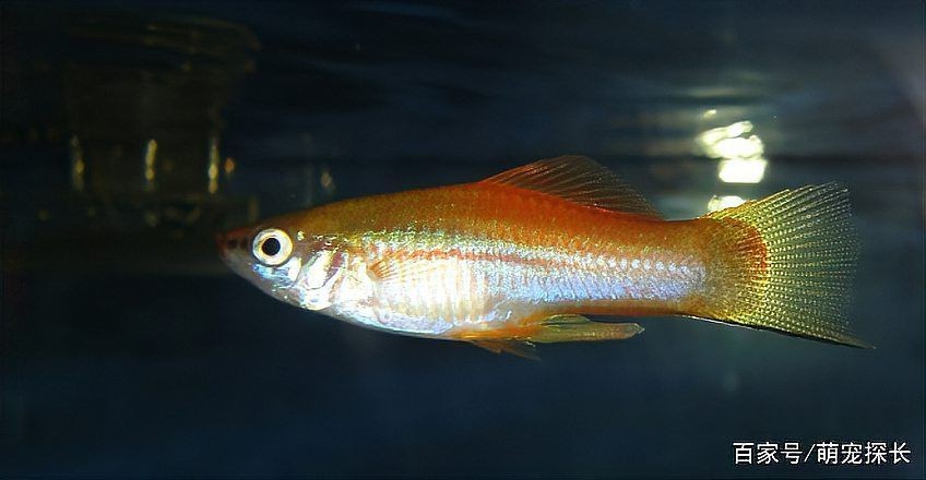 紅箭懷孕多久生小魚