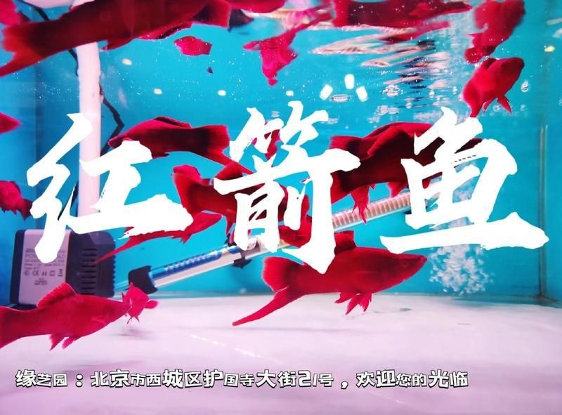 紅箭懷孕多久生小魚