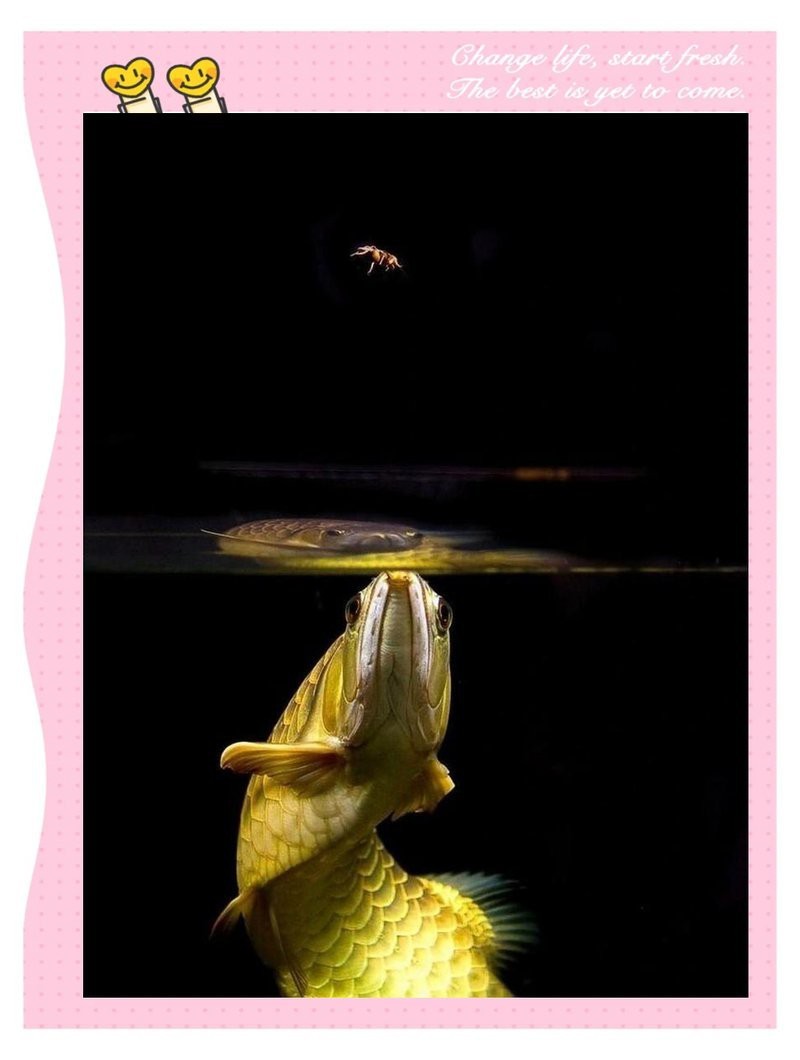 金龍魚如何成為吉祥符號？ 金龍魚如何成為吉祥符號？ 龍魚論壇 第4張