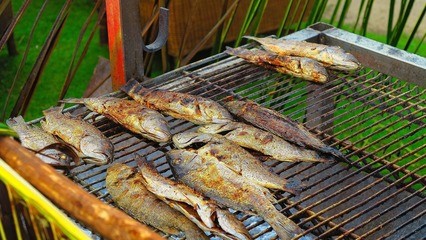 金龍魚銀色(銀龍魚紅色)
