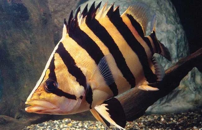 虎魚最討厭三個(gè)顏色