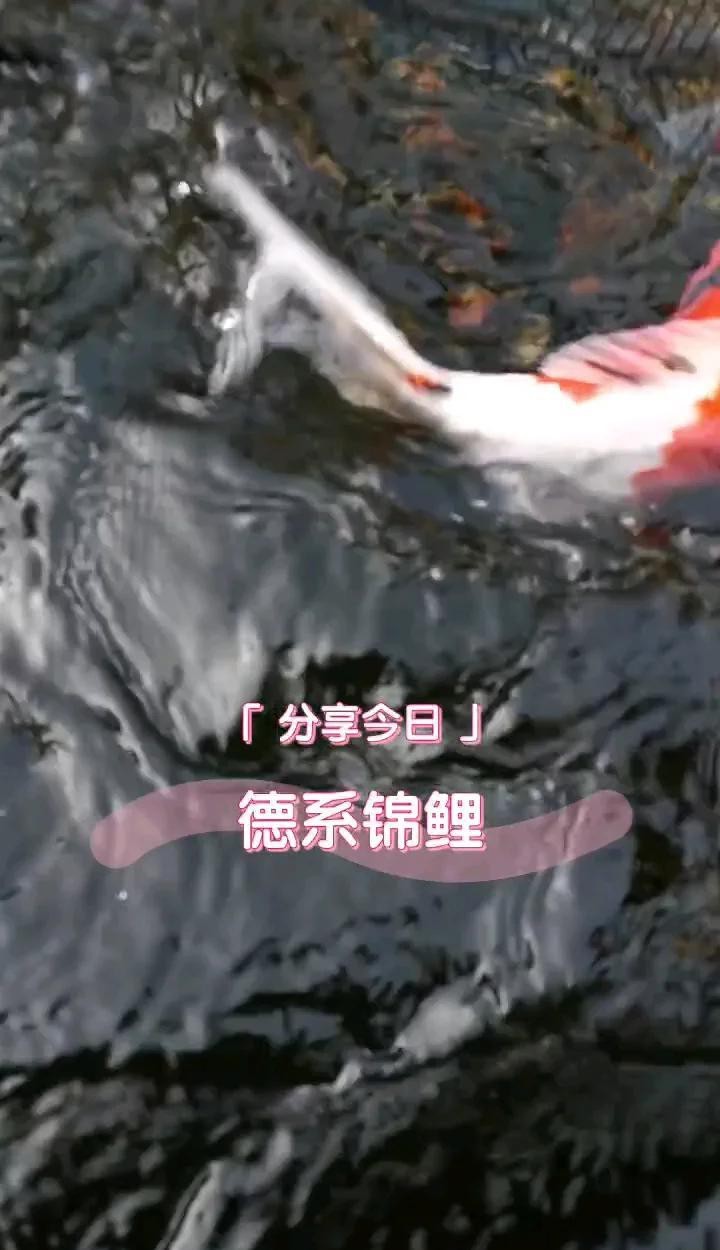德系錦鯉屬于什么檔次
