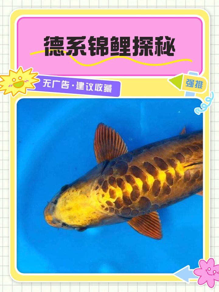 德系錦鯉屬于什么檔次