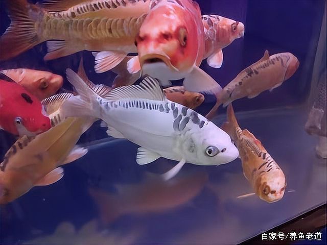 德系錦鯉屬于什么檔次