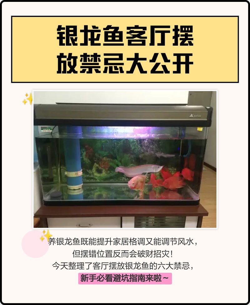 銀龍魚放客廳大忌