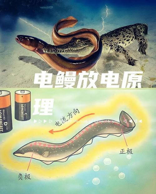 電鰻和鰻魚的區別圖片