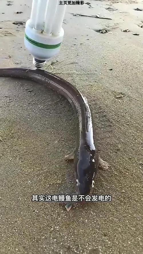 電鰻和鰻魚的區別圖片