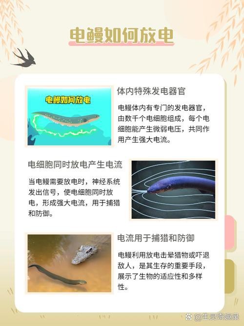 電鰻和鰻魚的區別圖片