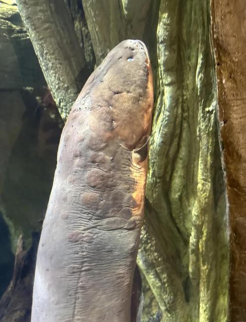 電鰻和鰻魚的區別圖片