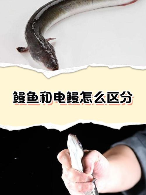 電鰻和鰻魚的區別圖片
