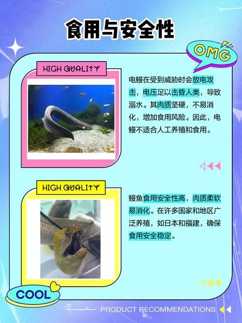 電鰻和鰻魚的區別圖片